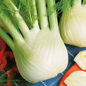 Koper Włoski 'Rondo' – Fenkuł – Kiepenkerl