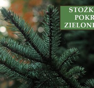 Świerk Biały 'Xawery' – Sadzonka 20 cm