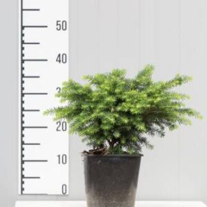 Świerk Pospolity 'Nidiformis' – Sadzonka 20 cm