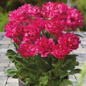 Peonia – Piwonia Patio London - 1 szt.
