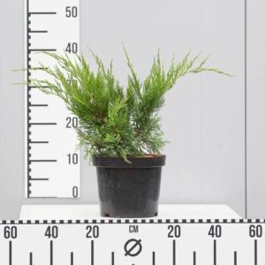 Jałowiec Pfitzera 'Mint Julep' – Sadzonka 20 cm