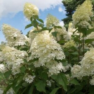 Hortensja bukietowa 'Phantom' – Sadzonka 30 cm