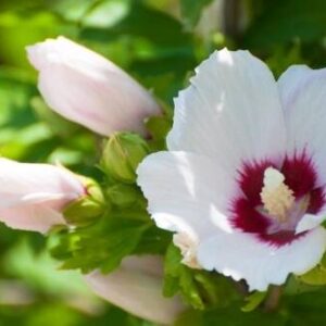 Ketmia syryjska (Hibiskus) 'Hamabo' – Sadzonka 30 cm