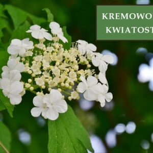 Hortensja Bukietowa 'Tardiva' – Sadzonka 30 cm