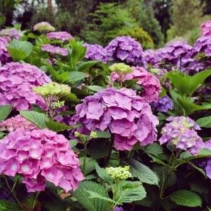 Hortensja Ogrodowa 'Hamburg' – Sadzonka 20 cm