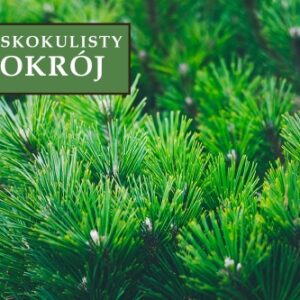 Sosna Czarna 'Marie Bregon' – Sadzonka 30 cm