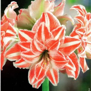Hippeastrum Amarylis Zwartnica 'Dancing Queen' – 1 szt.