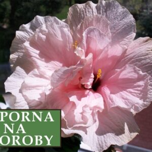 Ketmia syryjska (Hibiskus) Pink Chiffon ‘Jwnwood4’ – Sadzonka 30 cm