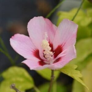 Ketmia syryjska (Hibiskus) 'Woodbridge' – Sadzonka 30 cm
