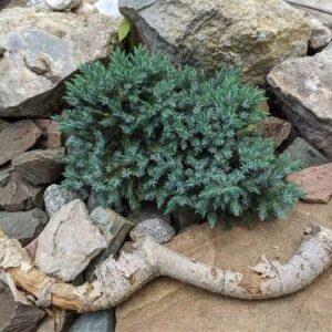 Jałowiec Łuskowaty 'Blue Carpet' – Sadzonka 20 cm