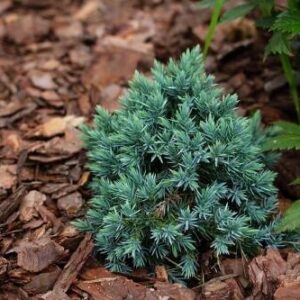 Jałowiec Łuskowaty 'Blue Star' – Sadzonka 15 cm