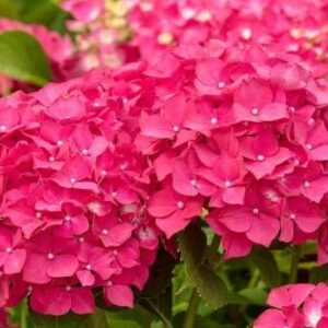 Hortensja Ogrodowa 'Leuchtfeuer' – Sadzonka 20 cm